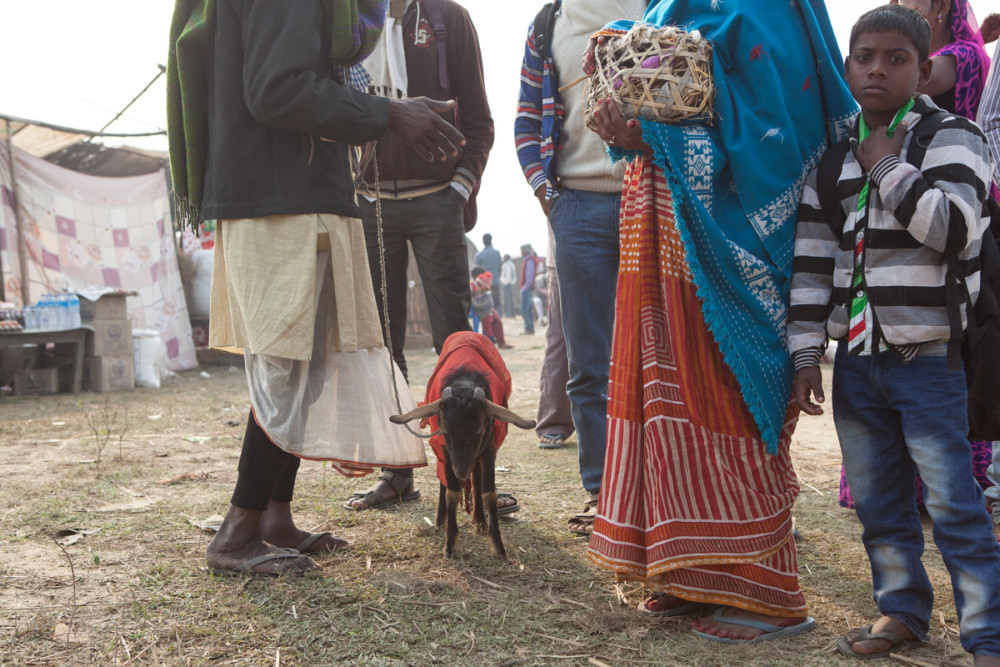 Koza prowadzona ne festiwal Gadhimai