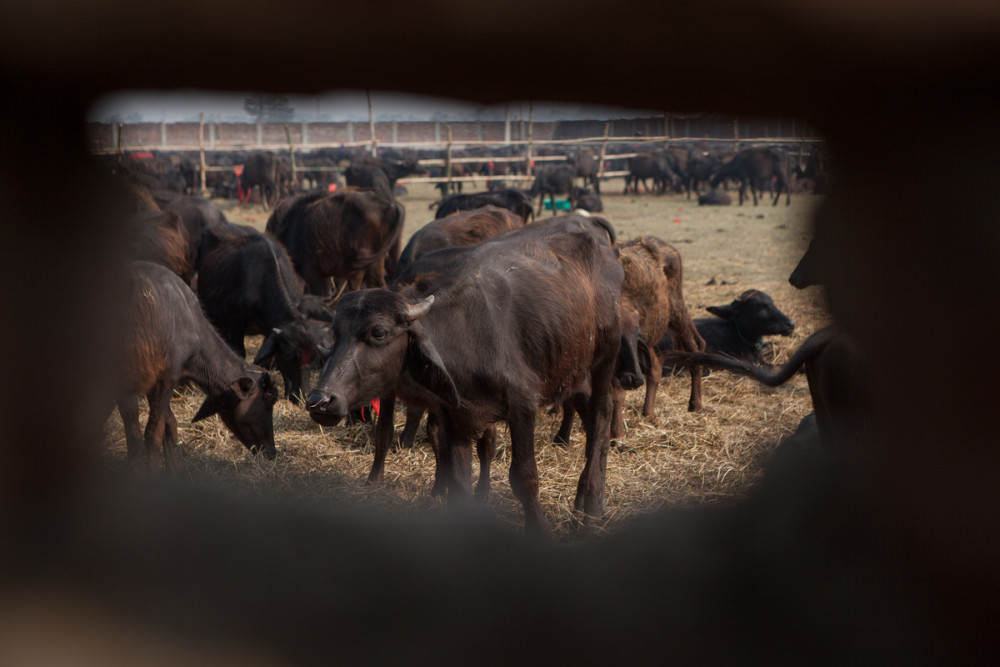 Bawoły na festiwalu Gadhimai widziane przez dziurę w płocie