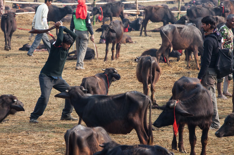 Pierwsze cięcie - festiwal Gadhimai właśnie się zaczyna